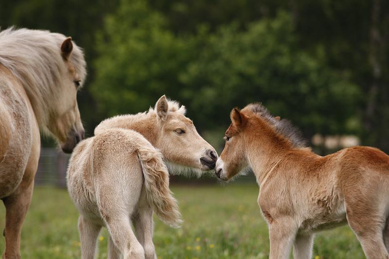 Heidmoor Fohlen Mai 2009 (2).jpg